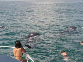  Snorkeling avec le requin baleine 